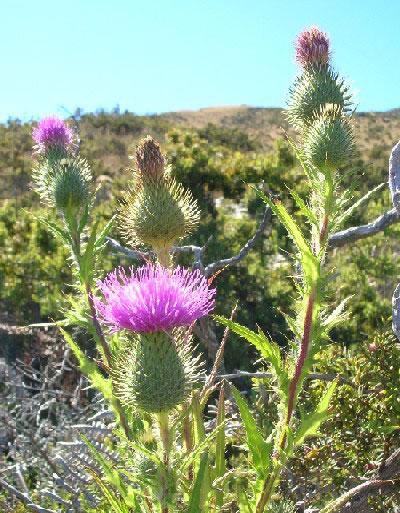 Bull Thistle