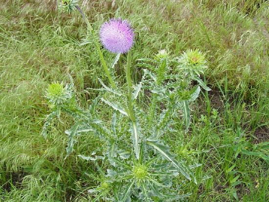 Musk Thistle