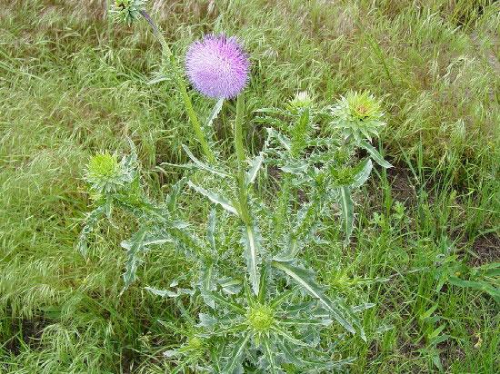 Musk Thistle