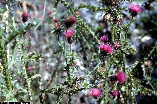 Plumless Thistle