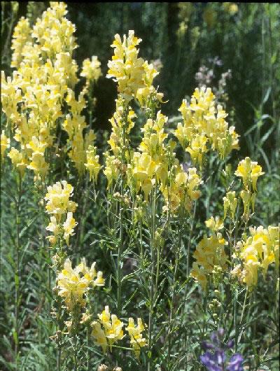 Yellow Toadflax