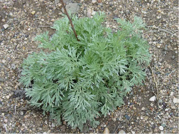 A absinth wormwood plant