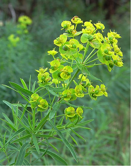 A leafy spurgy plant