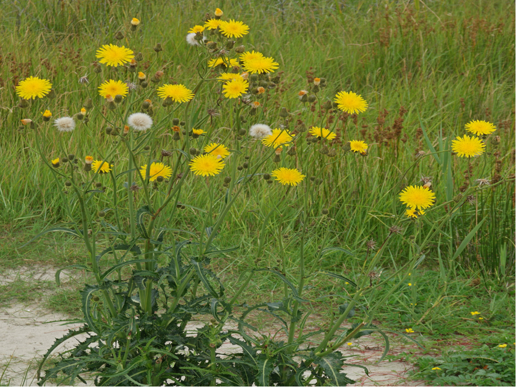 A Perennial Sow Thistle