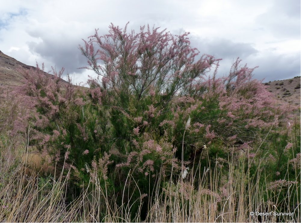 A Salt Cedar Plant